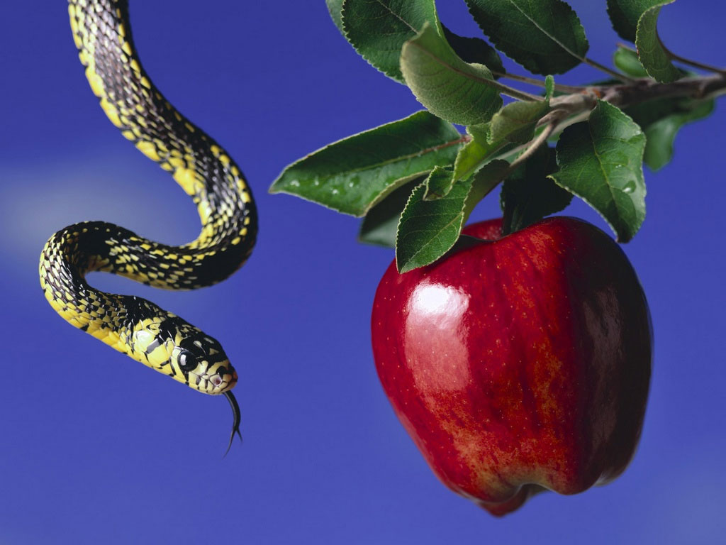 Corte A Fruta Da Serpente E Uma Fruta Completa Da Cobra PNG Imagens  Gratuitas Para Download - Lovepik